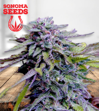 grandaddy-purple-image