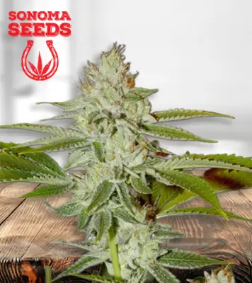 Hellfire OG