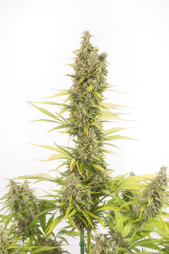 amnesia-autoflowering-cbd-image