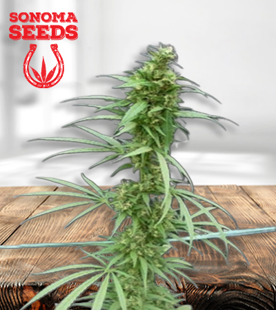 neville's-haze-image