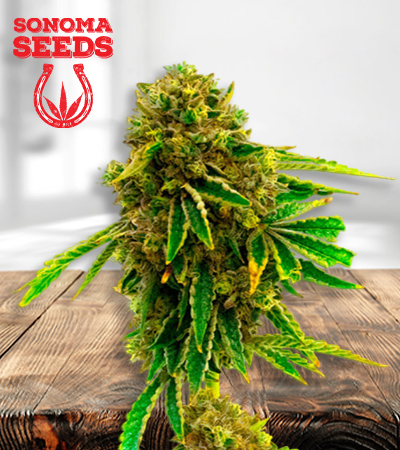 pineapple-haze-image