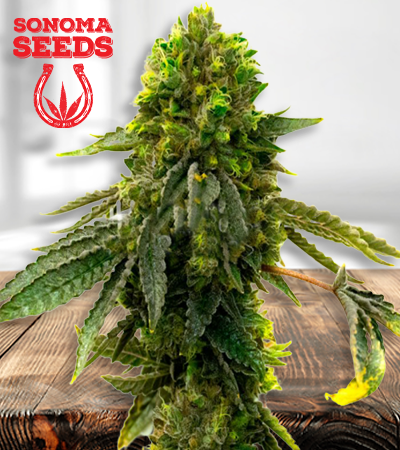 shiskaberry-punch-image