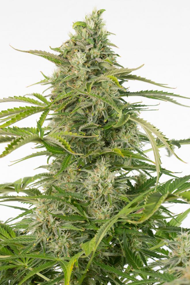 cheese-autoflowering-cbd-image
