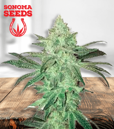 stardawg-image