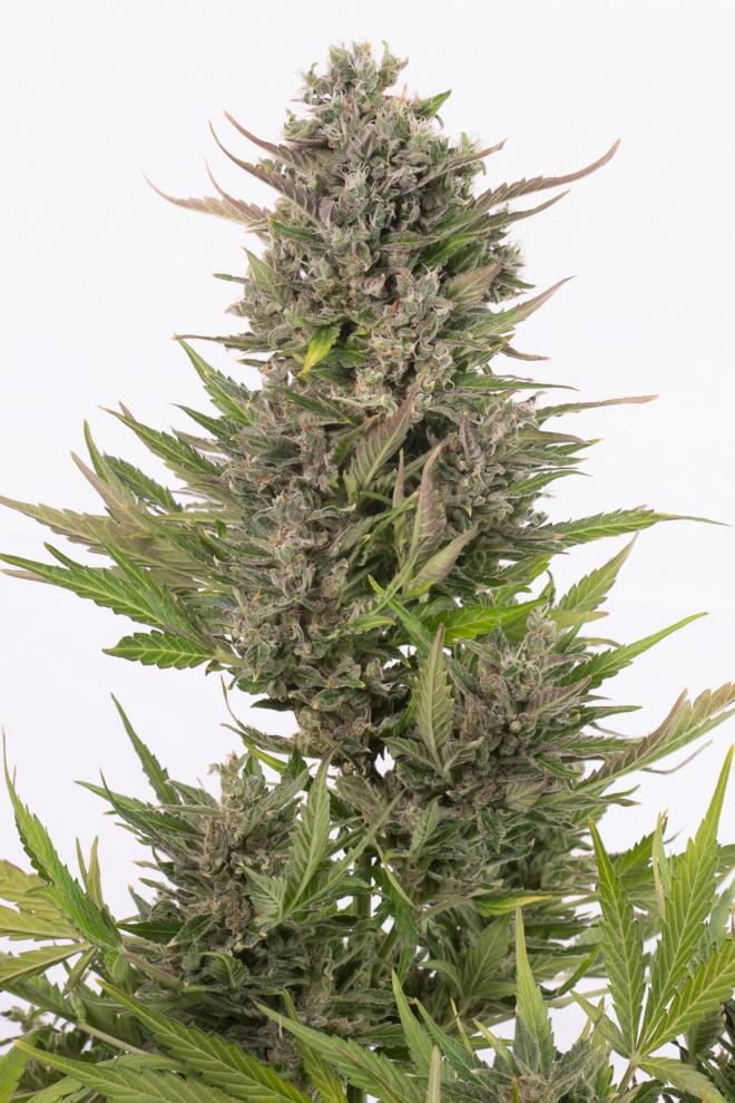 critical-+-autoflowering-cbd-image