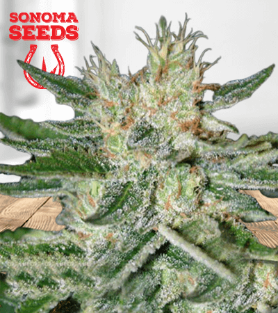 sugar-black-rose-image