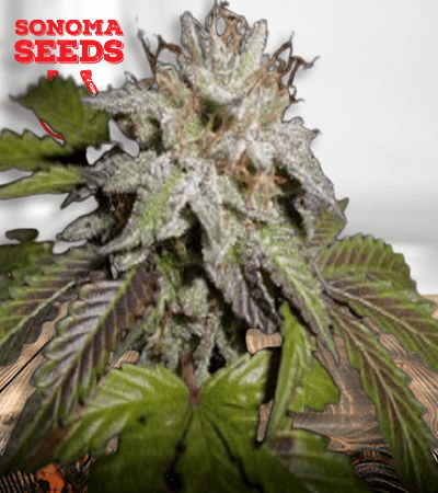 sunset-sherbet-image