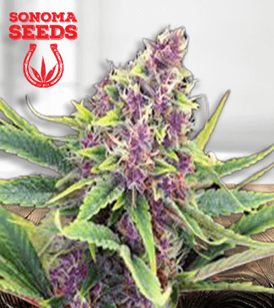 ultra-violet-og-image