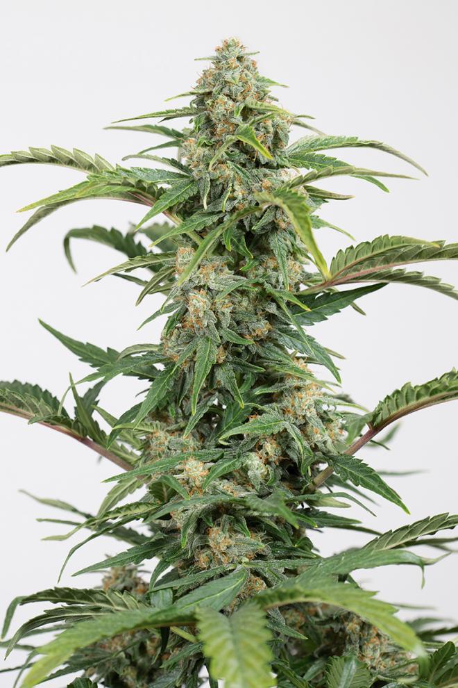 dinamed-cbd-autoflowering-image