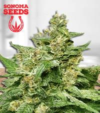 Alien Candy Autoflower