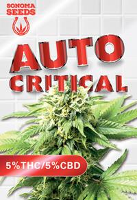 Auto Critical CBD