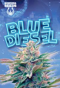 Blue Diesel Autoflower