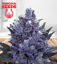 Blue Pyramid Autoflower