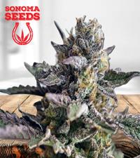 Blueberry Yum Yum Autoflower