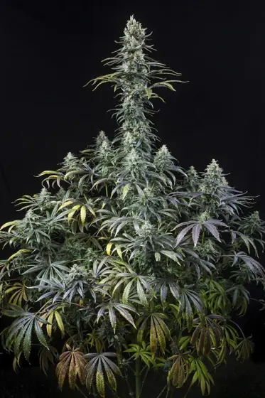 Early Amnesia CBD