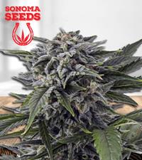 Bubba White Autoflower