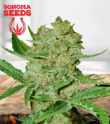Bubblicious Autoflower