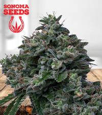 Butter OG Autoflower