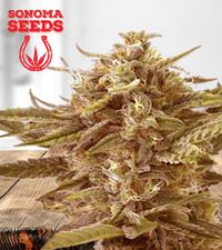 Cafe Racer Autoflower