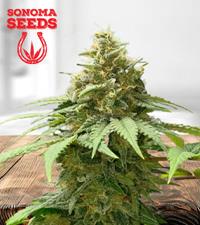 California Orange Autoflower