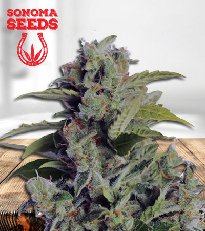 cherry-kush-autoflower-image