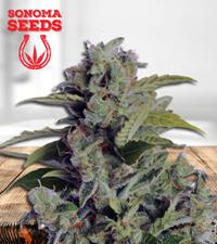 Cherry Kush Autoflower