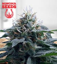 Church OG Autoflower