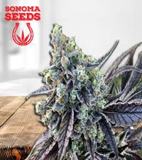 Cookie Dog Autoflower