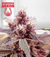 Cookie Monster Autoflower