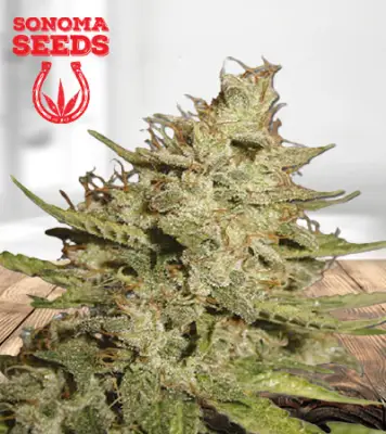 Crystal Autoflower