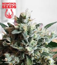 Dutch Dragon Autoflower