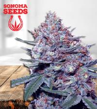 Dwarf King Autoflower