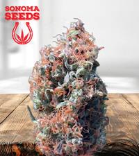 Dwarf Low Flyer Autoflower