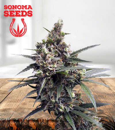 early-miss-autoflower-image