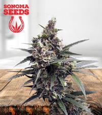 Early Miss Autoflower