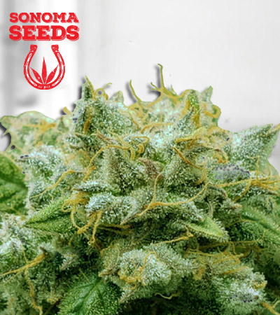 frosted-zin-autoflower-image