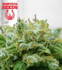 Frosted Zin Autoflower