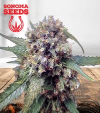 Fucking Incredible Autoflower