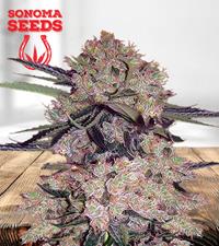 NYC Diesel Autoflower