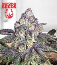 Orange Cake Autoflower