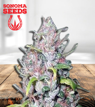 outer-space-autoflower-image