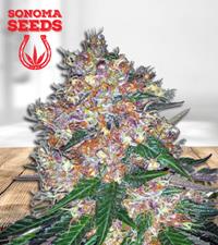 Pink Runtz Autoflower