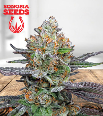 pink-sunset-autoflower-image