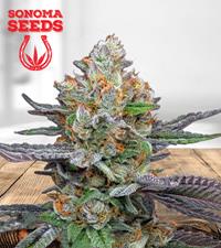 Pink Sunset Autoflower