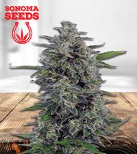 Pluto Kush Autoflower