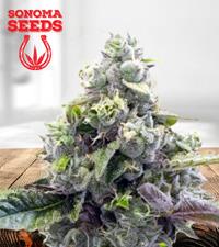 Purple Martian Kush Autoflower