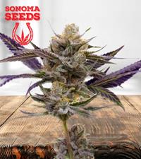 Skywalker Autoflower