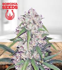 Sour Flower Autoflower