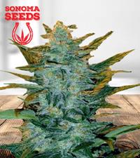 Sour Maui Autoflower