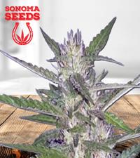 Spider Kush Autoflower